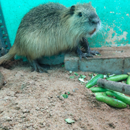 Pet Image