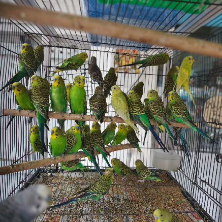 Pet Image
