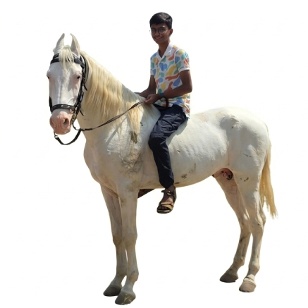 Pet Image