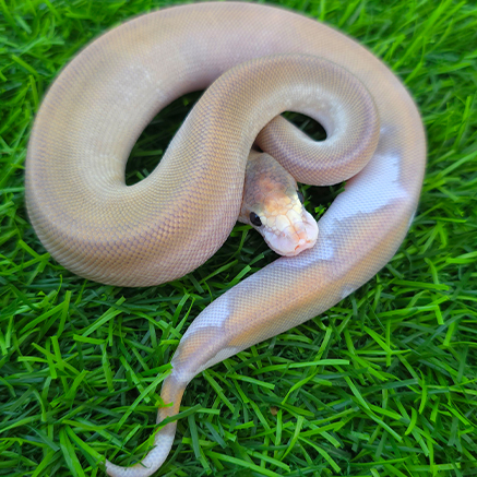 Pet Image
