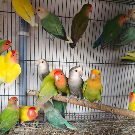 Pet Image