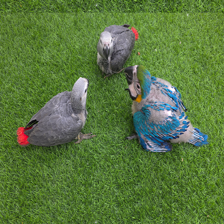 Pet Image