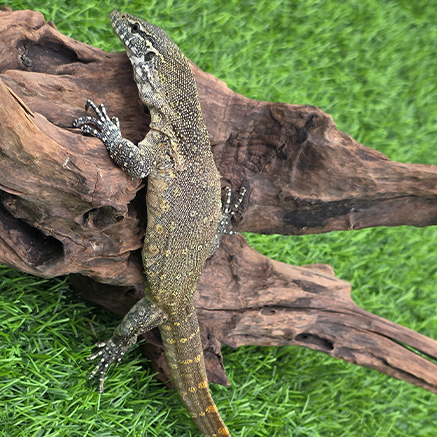 Pet Image