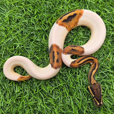 Pet Image