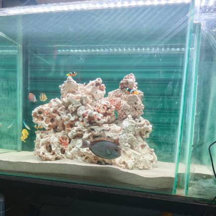 Pet Image