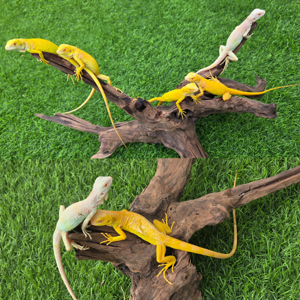 Pet Image